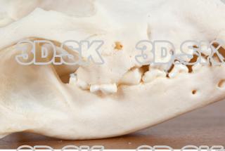 Skull photo reference 0003